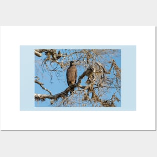 Crested Serpent eagle sitting on tree, looking at camera, Sri Lanka Posters and Art